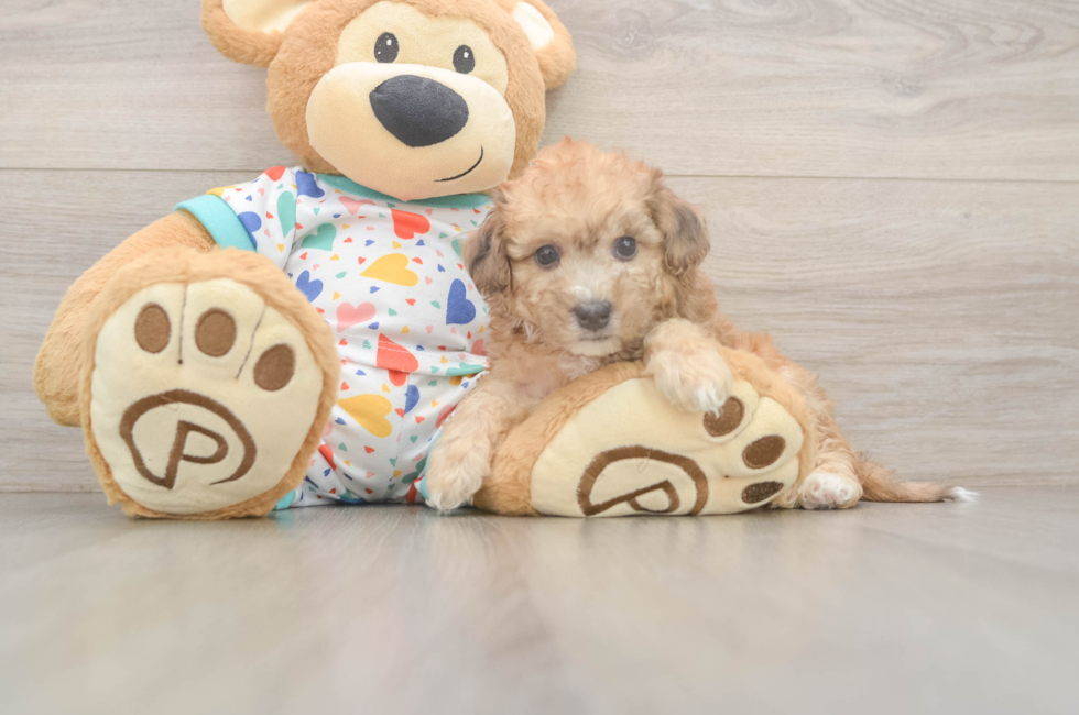 5 week old Poochon Puppy For Sale - Florida Fur Babies