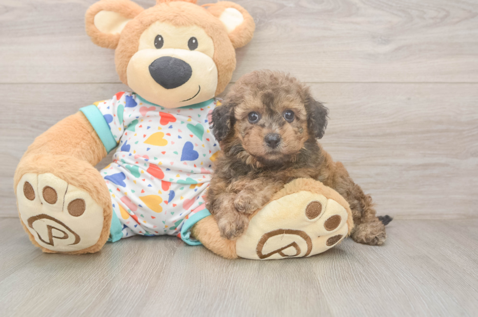 5 week old Poochon Puppy For Sale - Florida Fur Babies