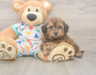 8 week old Poochon Puppy For Sale - Florida Fur Babies 8 week old Poochon Puppy For Sale - Florida Fur Babies