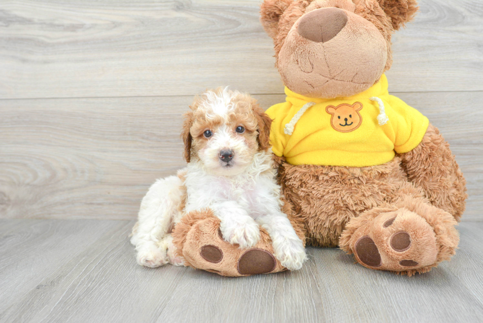 Small Poodle Baby