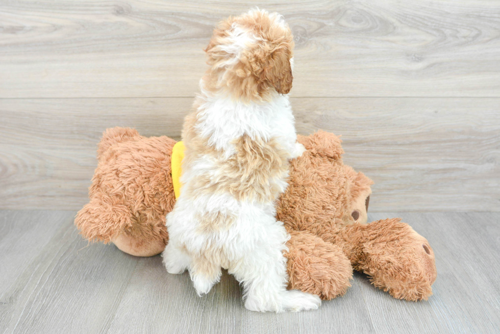 Best Poodle Baby