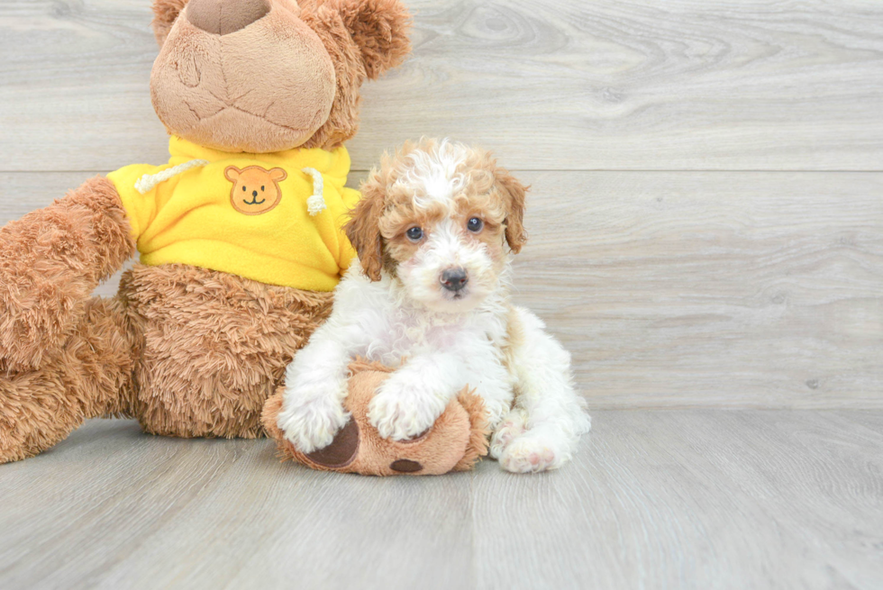 Happy Pudle Purebred Puppy