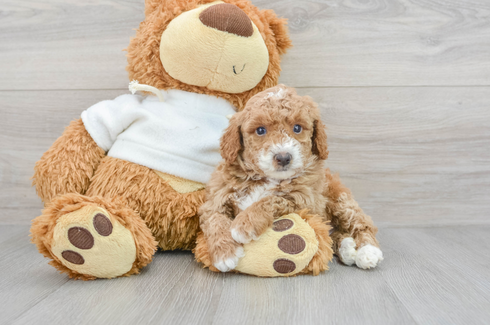7 week old Poodle Puppy For Sale - Florida Fur Babies