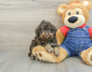 5 week old Poodle Puppy For Sale - Florida Fur Babies