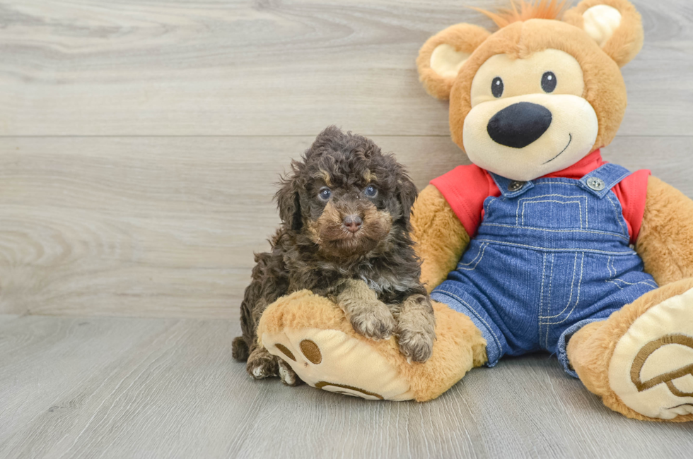 5 week old Poodle Puppy For Sale - Florida Fur Babies