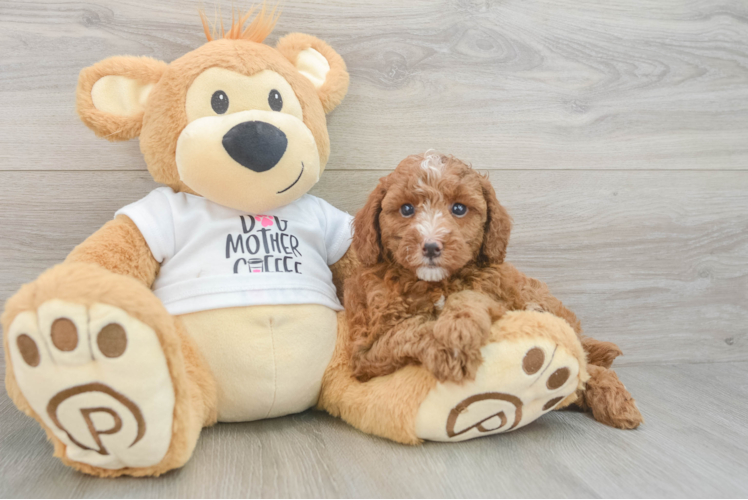 Best Poodle Baby