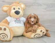 7 week old Poodle Puppy For Sale - Florida Fur Babies
