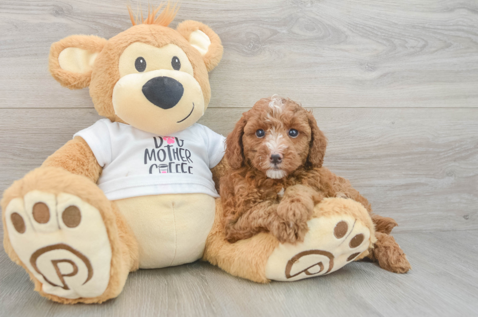 6 week old Poodle Puppy For Sale - Florida Fur Babies