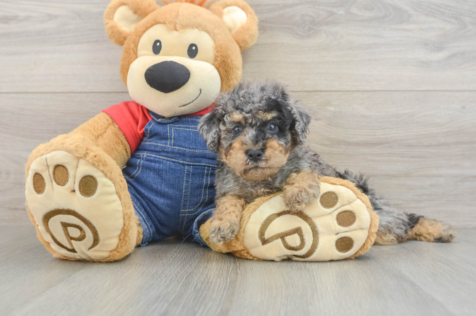 6 week old Poodle Puppy For Sale - Florida Fur Babies
