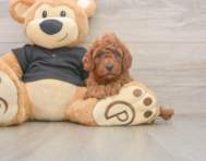 6 week old Poodle Puppy For Sale - Florida Fur Babies