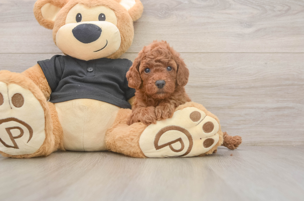 5 week old Poodle Puppy For Sale - Florida Fur Babies