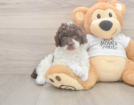 8 week old Poodle Puppy For Sale - Florida Fur Babies
