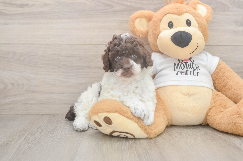 7 week old Poodle Puppy For Sale - Florida Fur Babies