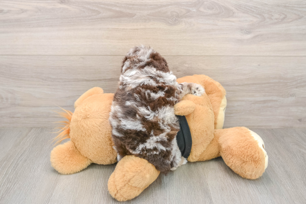 Poodle Pup Being Cute