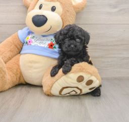5 week old Poodle Puppy For Sale - Florida Fur Babies