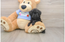 Energetic Pooodle Purebred Puppy