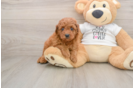 Playful Poodle Purebred Pup