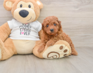 8 week old Poodle Puppy For Sale - Florida Fur Babies
