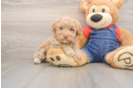 Cute Pooodle Purebred Puppy