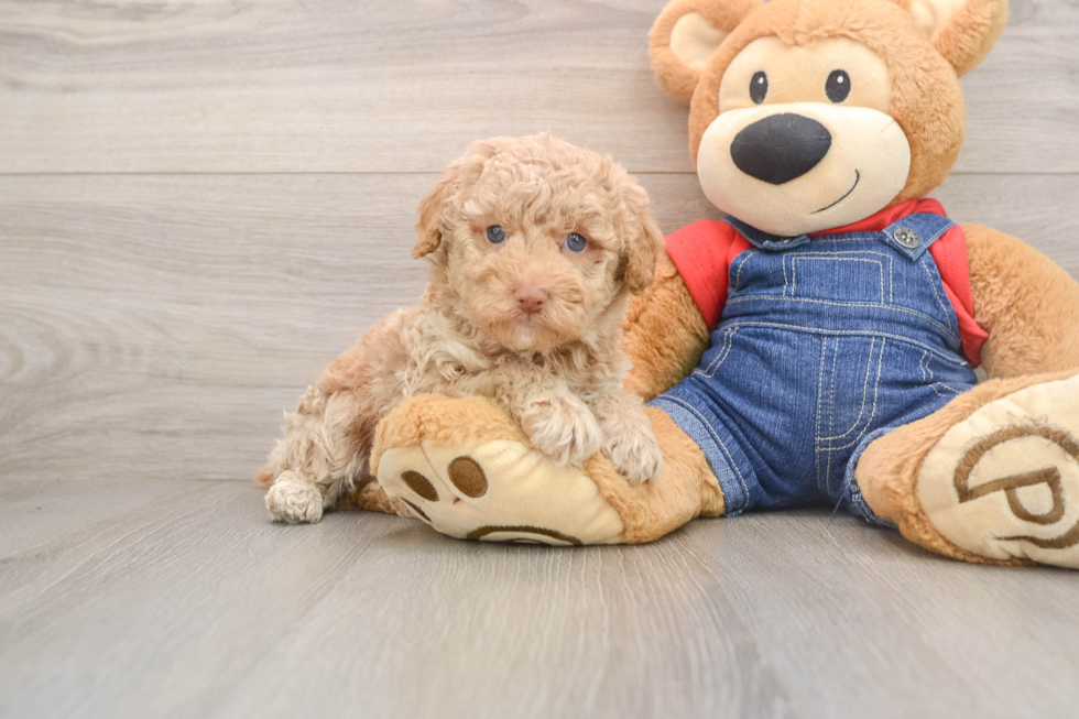 Cute Pooodle Purebred Puppy