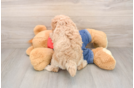 Friendly Poodle Baby