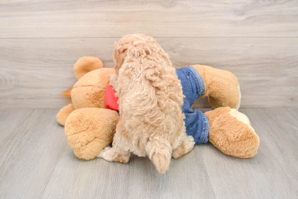 Friendly Poodle Baby