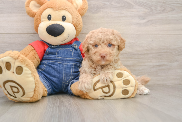 Best Poodle Baby