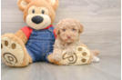 Best Poodle Baby