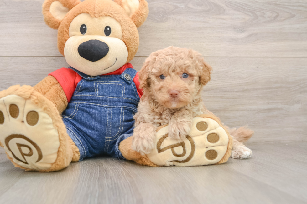 Best Poodle Baby
