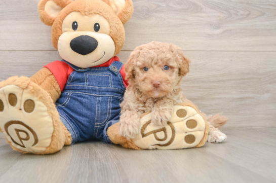 Best Poodle Baby