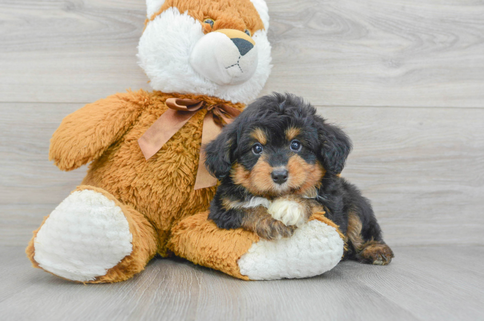 8 week old Mini Aussiedoodle Puppy For Sale - Florida Fur Babies