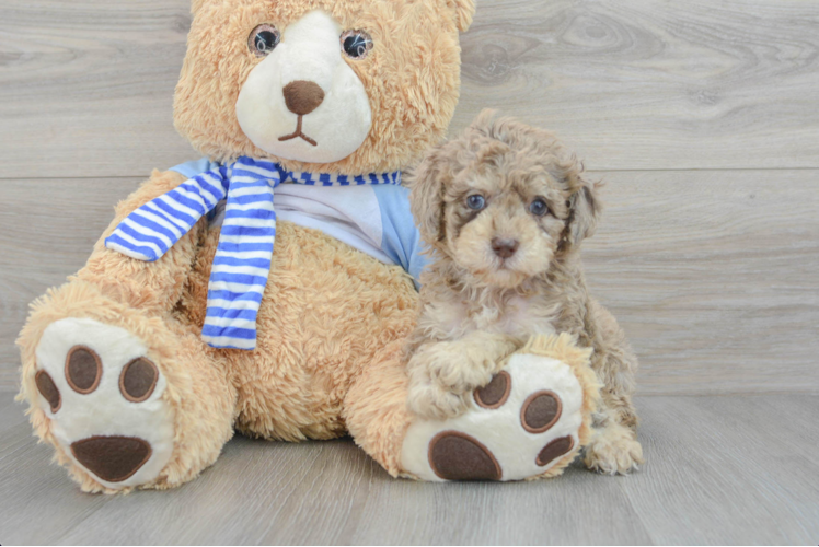 Cute Pudle Purebred Puppy