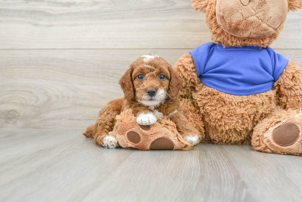 Poodle Pup Being Cute