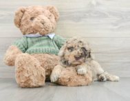 6 week old Poodle Puppy For Sale - Florida Fur Babies