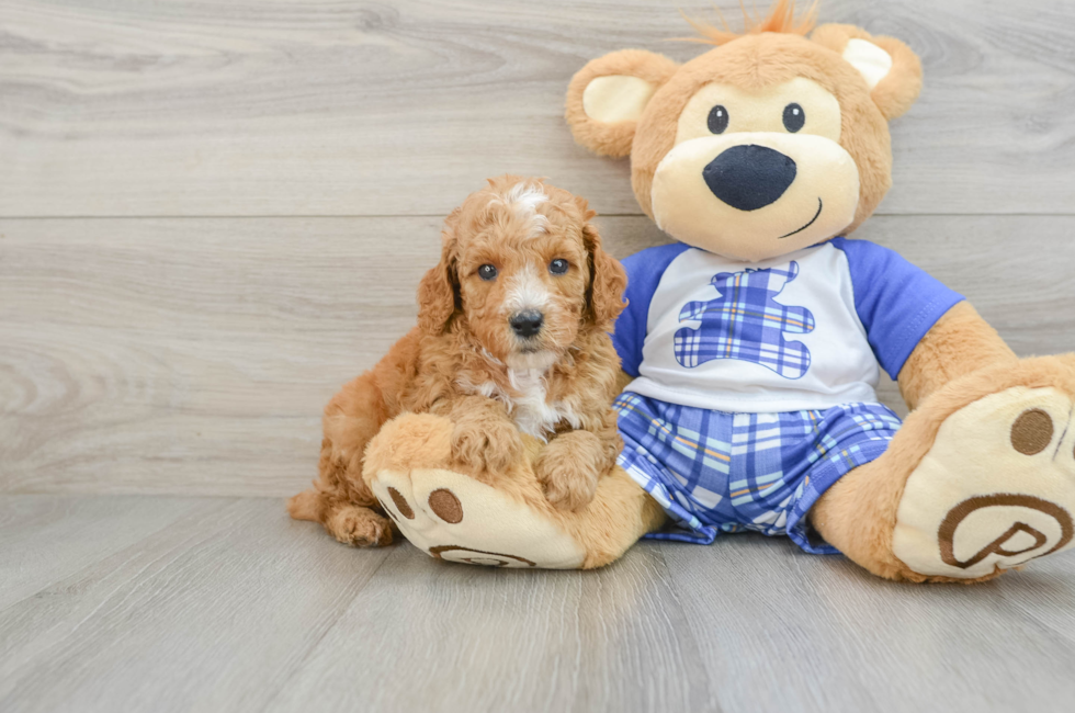 6 week old Poodle Puppy For Sale - Florida Fur Babies