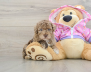 6 week old Poodle Puppy For Sale - Florida Fur Babies