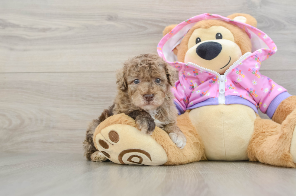 5 week old Poodle Puppy For Sale - Florida Fur Babies