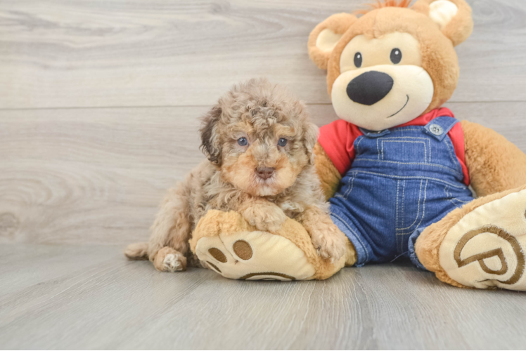 Poodle Pup Being Cute
