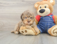7 week old Poodle Puppy For Sale - Florida Fur Babies