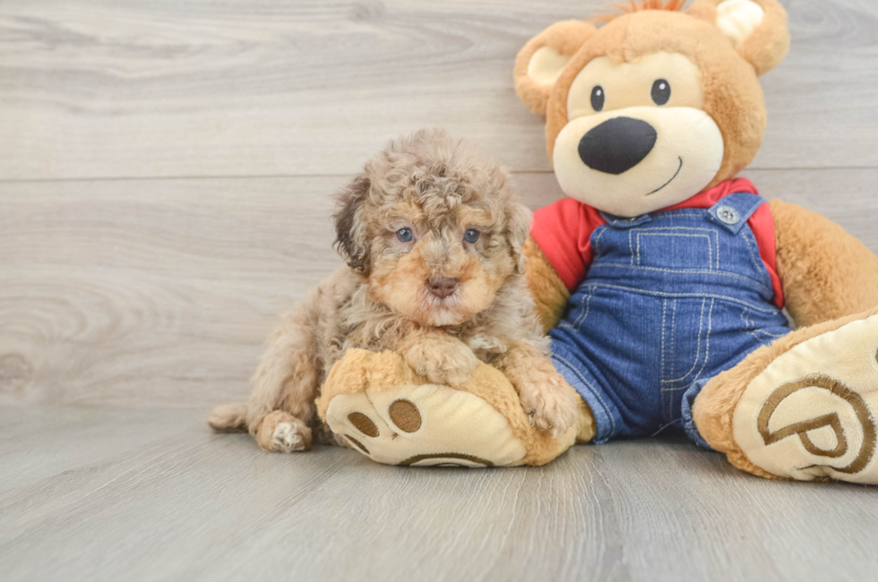 6 week old Poodle Puppy For Sale - Florida Fur Babies