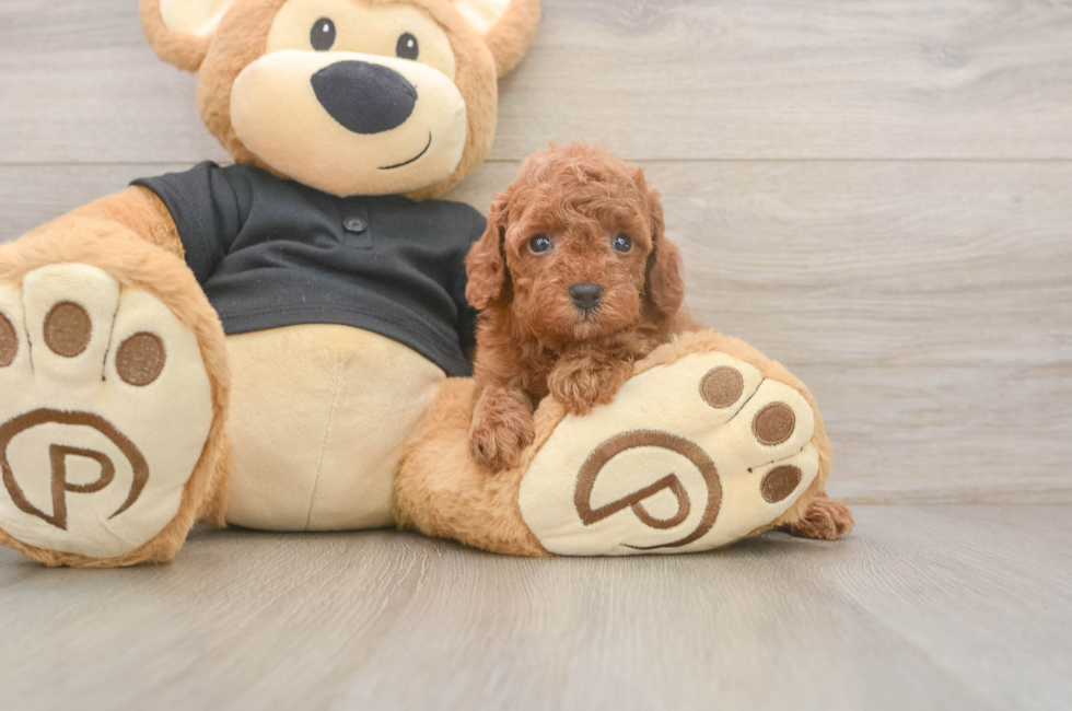 5 week old Poodle Puppy For Sale - Florida Fur Babies