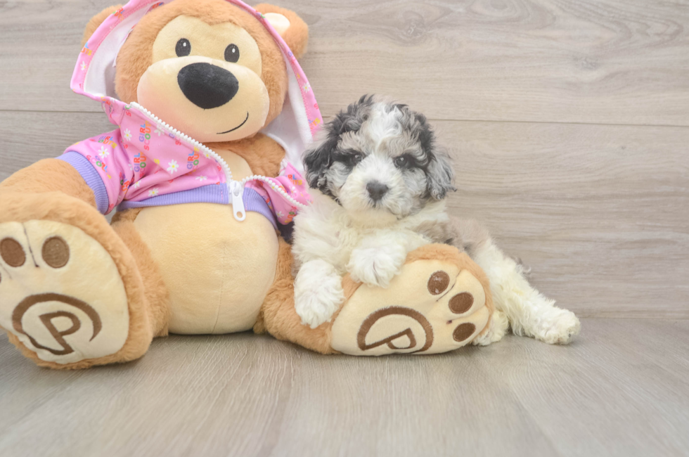 5 week old Poodle Puppy For Sale - Florida Fur Babies