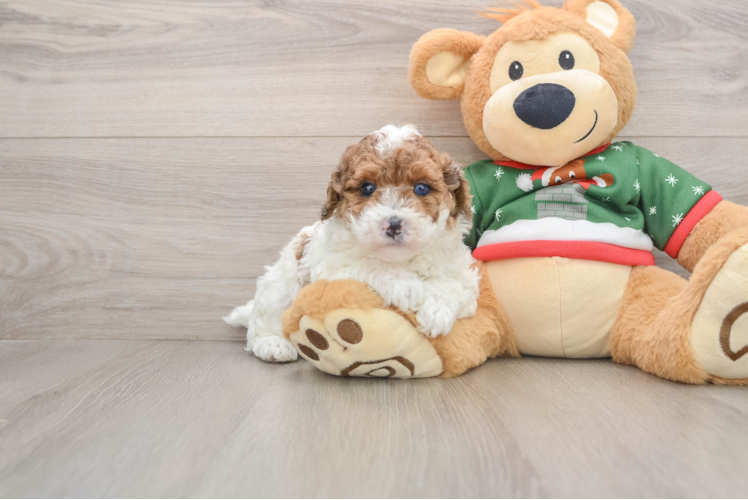 Poodle Puppy for Adoption