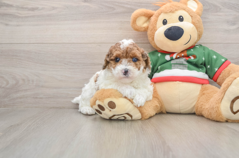 5 week old Poodle Puppy For Sale - Florida Fur Babies