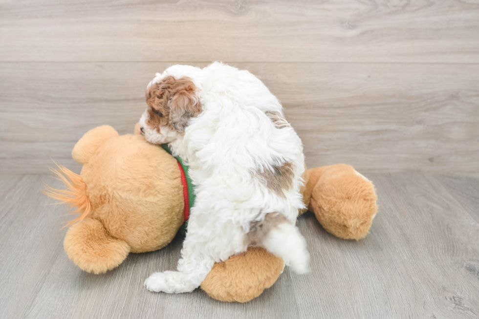 Poodle Pup Being Cute
