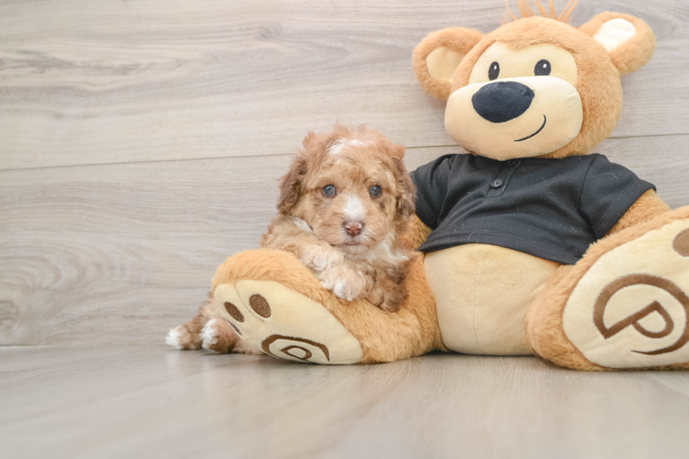 Poodle Pup Being Cute