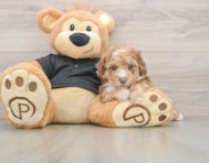 6 week old Poodle Puppy For Sale - Florida Fur Babies