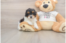 Funny Poodle Purebred Pup