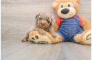 Best Poodle Baby