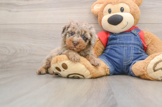 Best Poodle Baby